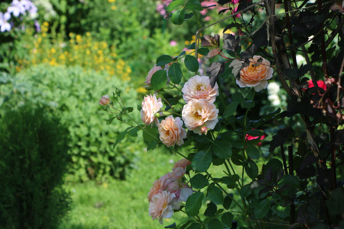 Элизабет Стюарт