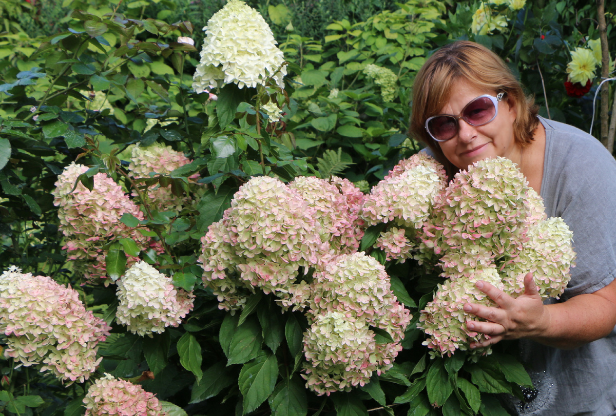 Ирина Макушина и гортензия Саммер Лав