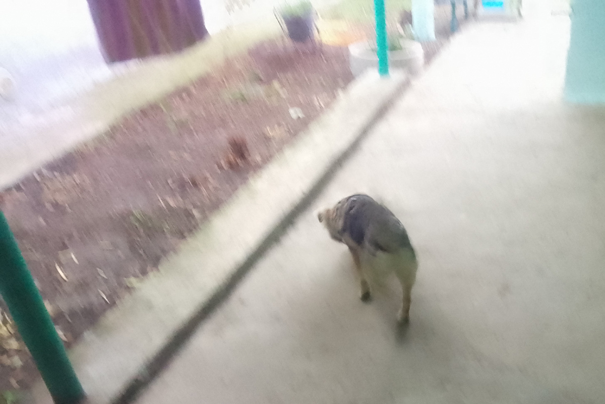 Собакен на свободе