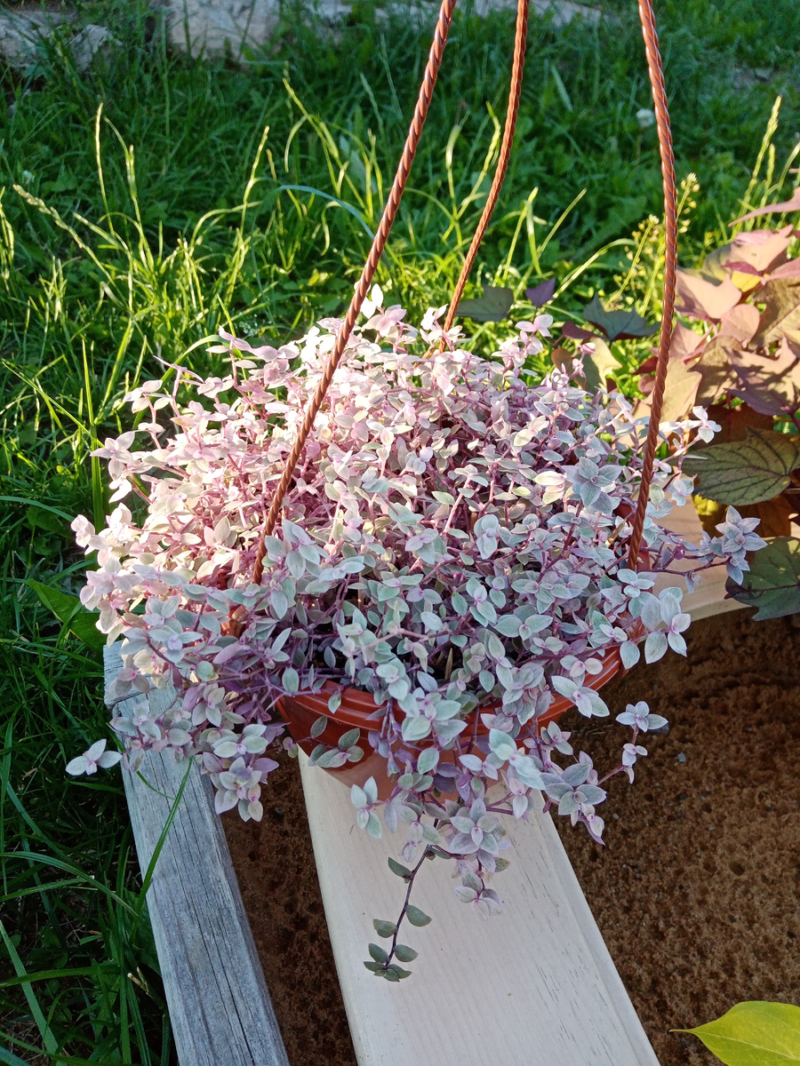 Розовая пантера в июне..