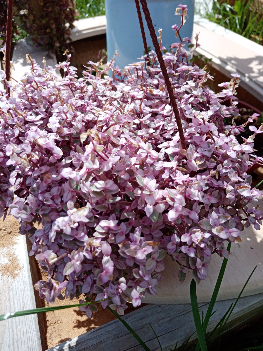 таже Розовая Пантераи Бьянка в июле-августе с шикарной шапкой