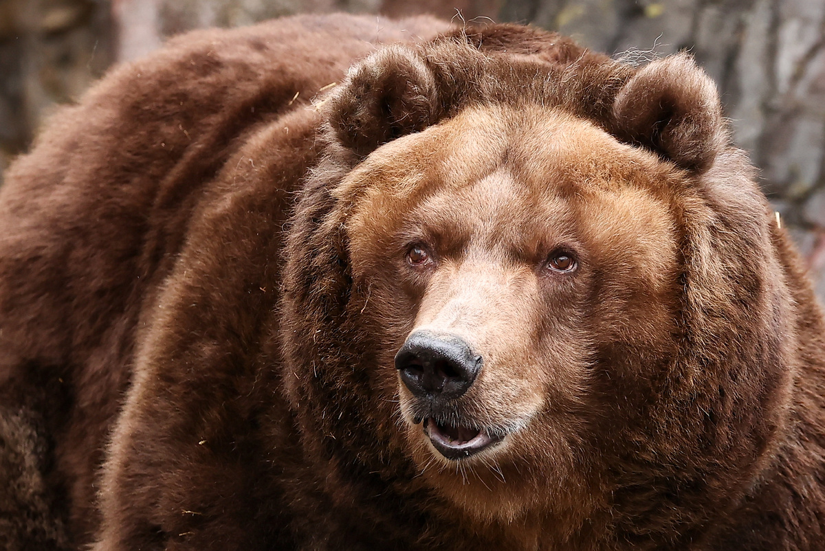 Фото: Артем Геодакян/ТАСС (архив)