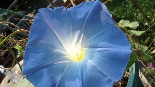 Ипомея трехцветная. Фото с pinterest.com