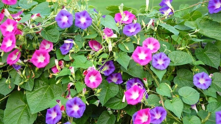 Ипомея пурпурная. Фото с pinterest.com