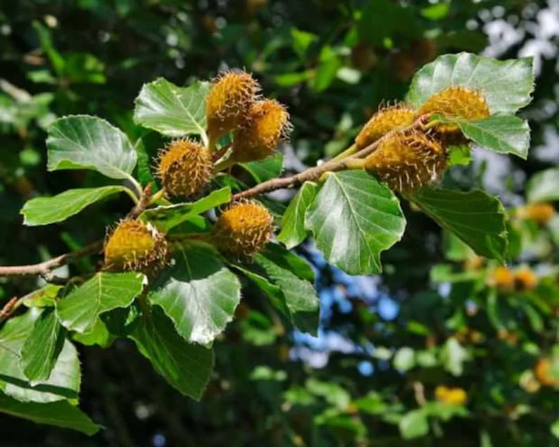 Бук, правда уже не небольшой))