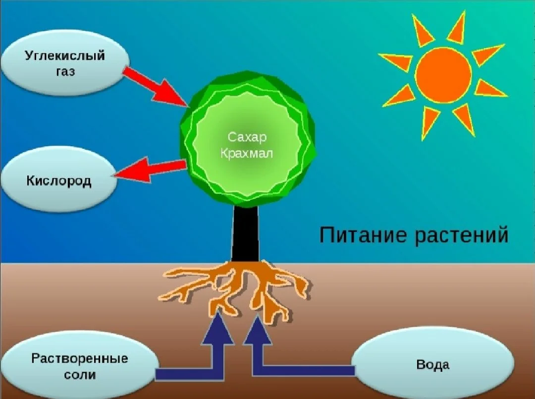 Схема питания растений