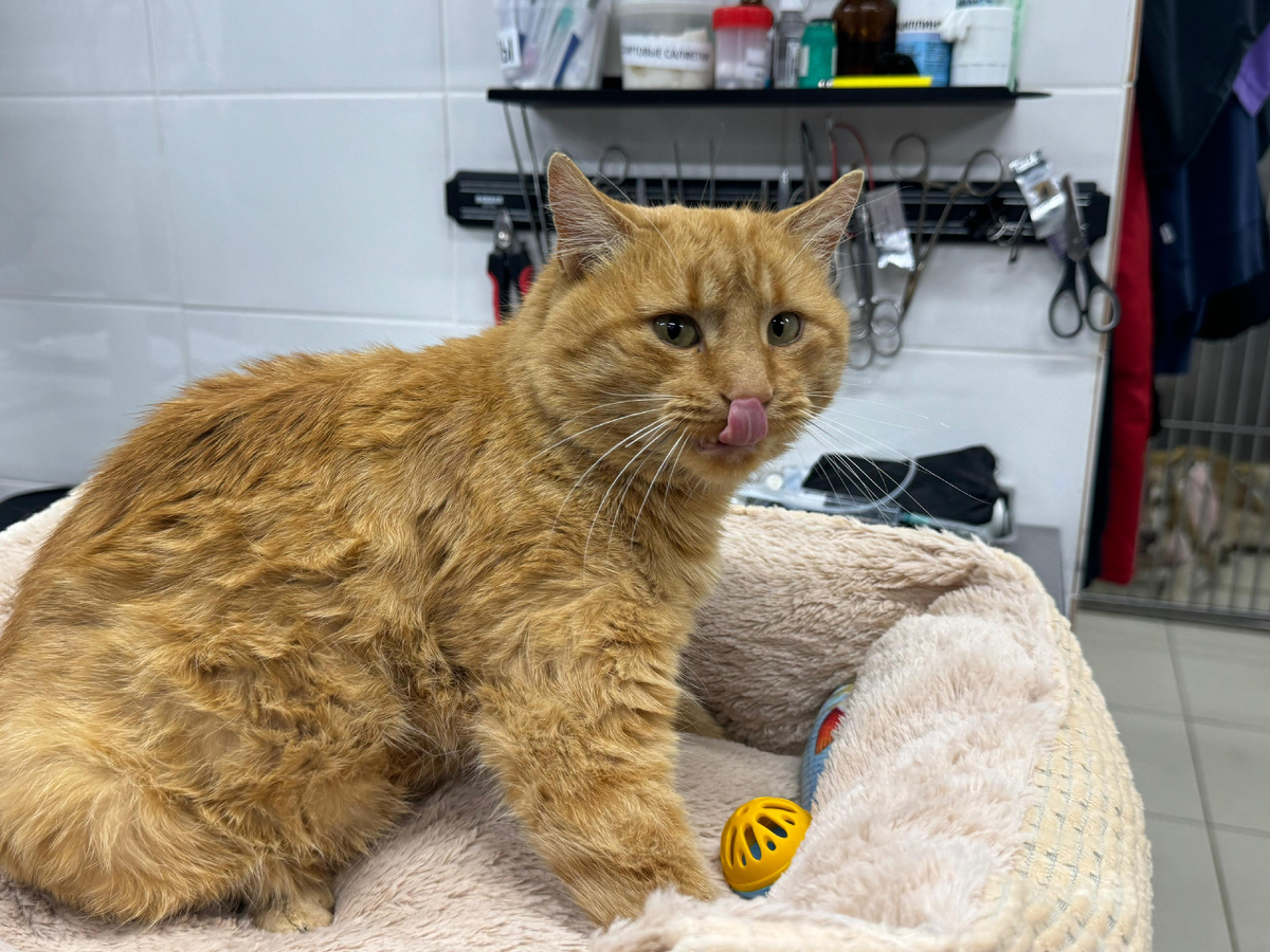 Максик, спасенный из приграничья ♥️