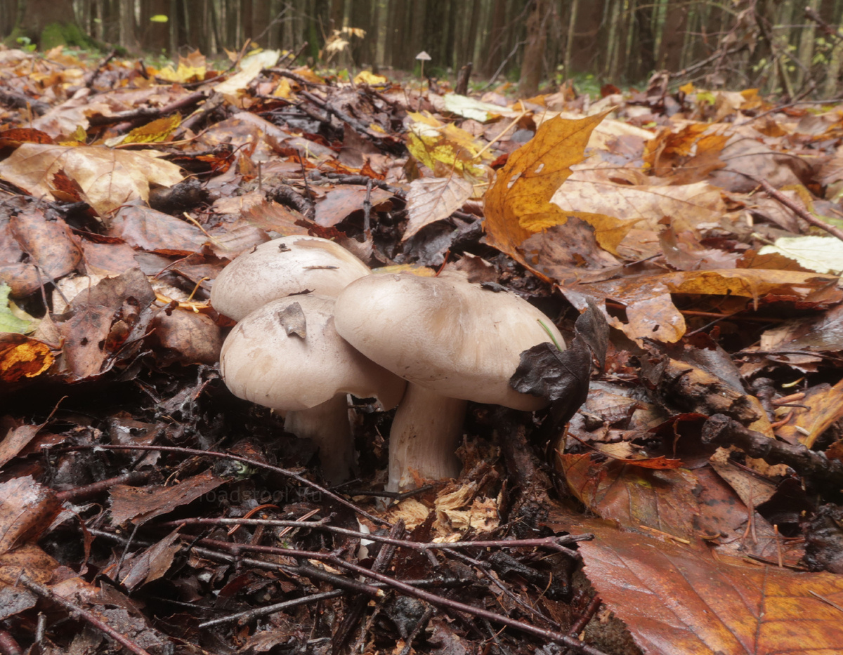 Жаль, фото не передаёт всю темноту шляпок. Не так выставил экспозицию (фото И.Лебединского)