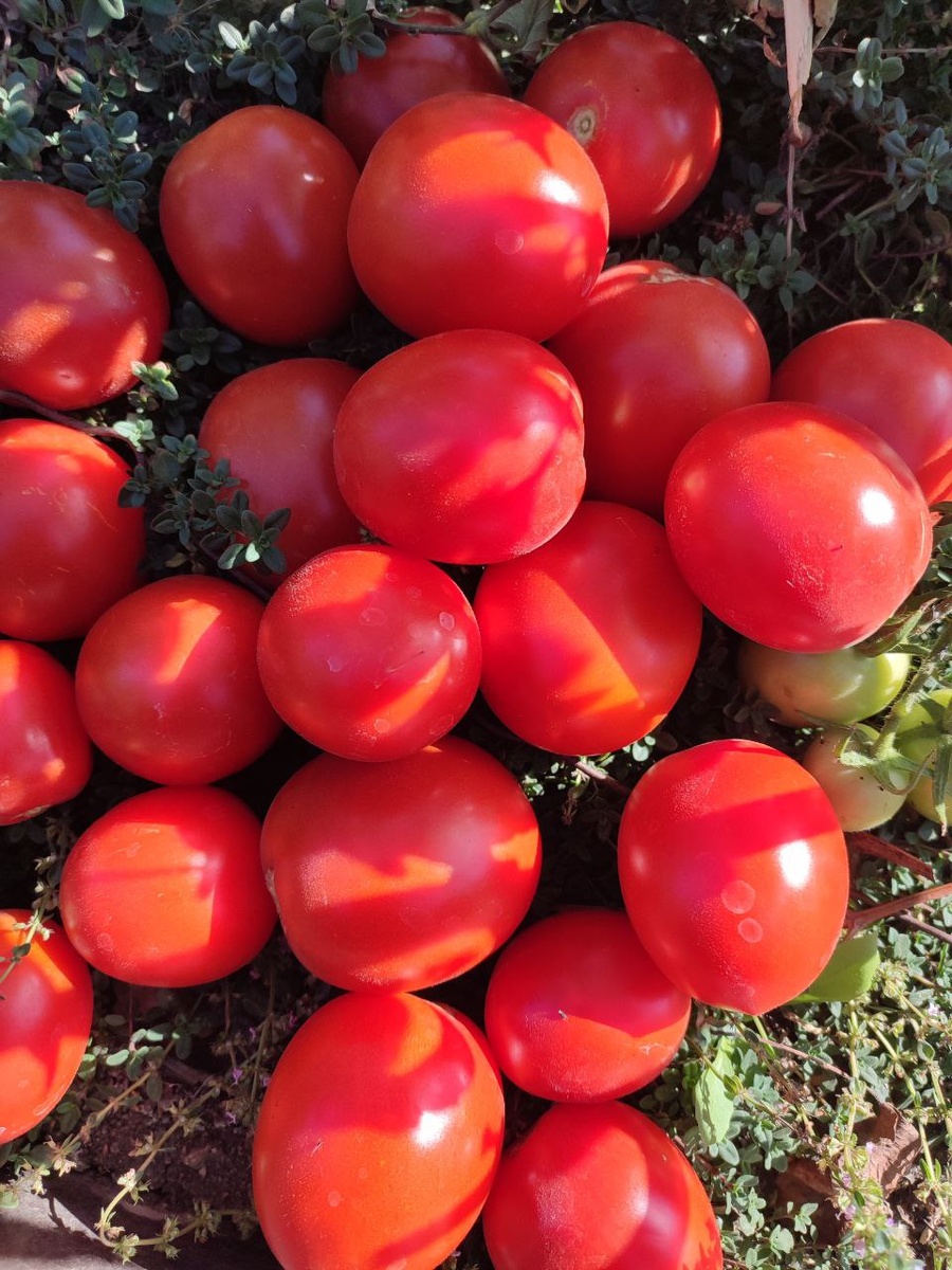 Помидоры,, Снегопад "