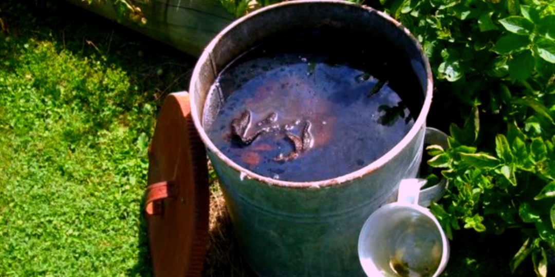 10 капель в бочку – и овощи превратятся в гигантов! Урожай увеличился вдвое благодаря этим безумно эффективным хитростям!