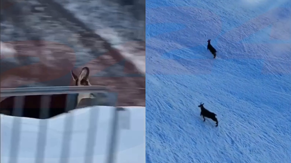    фото: Сочи 24