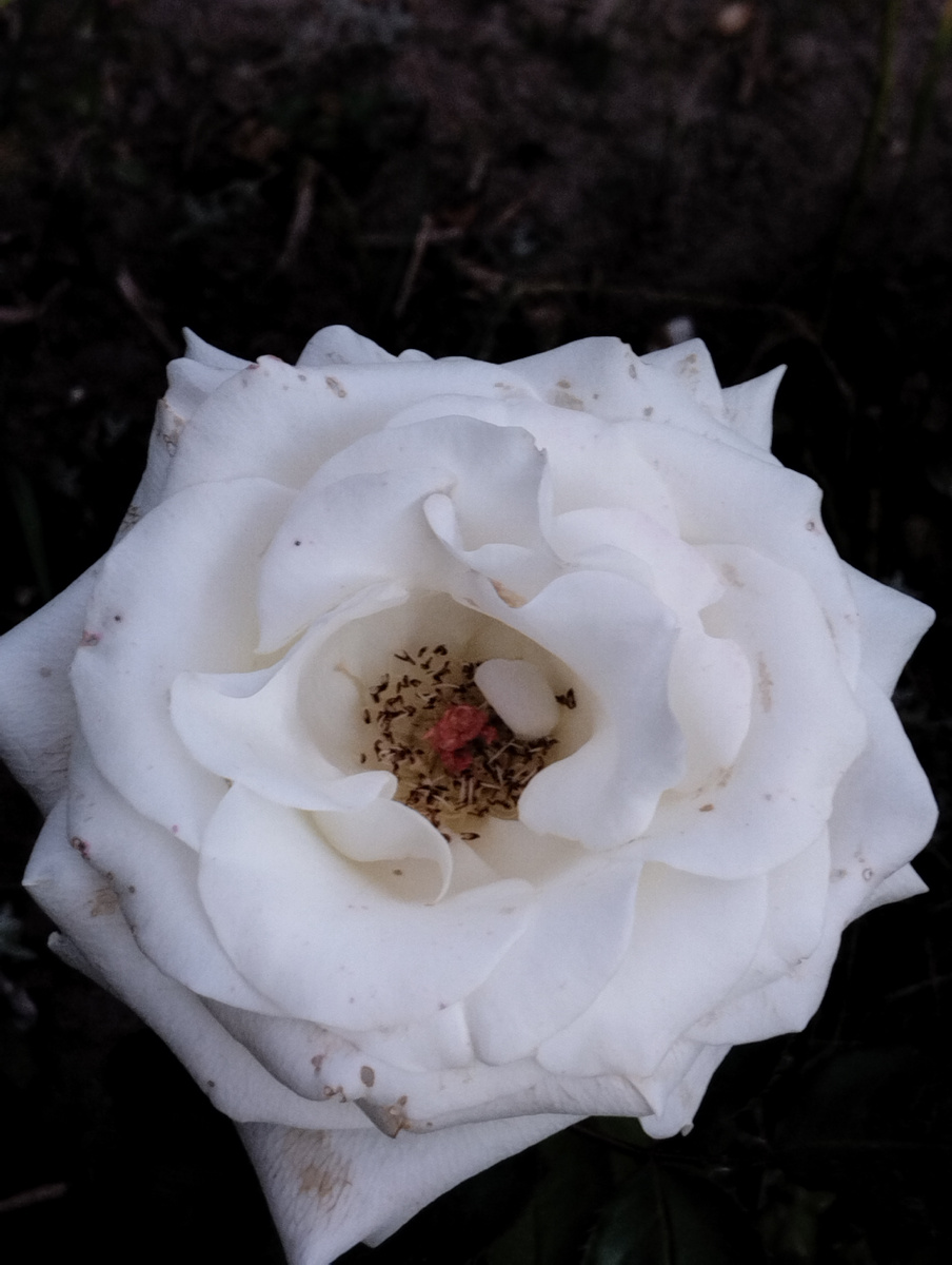 Осенняя роза.