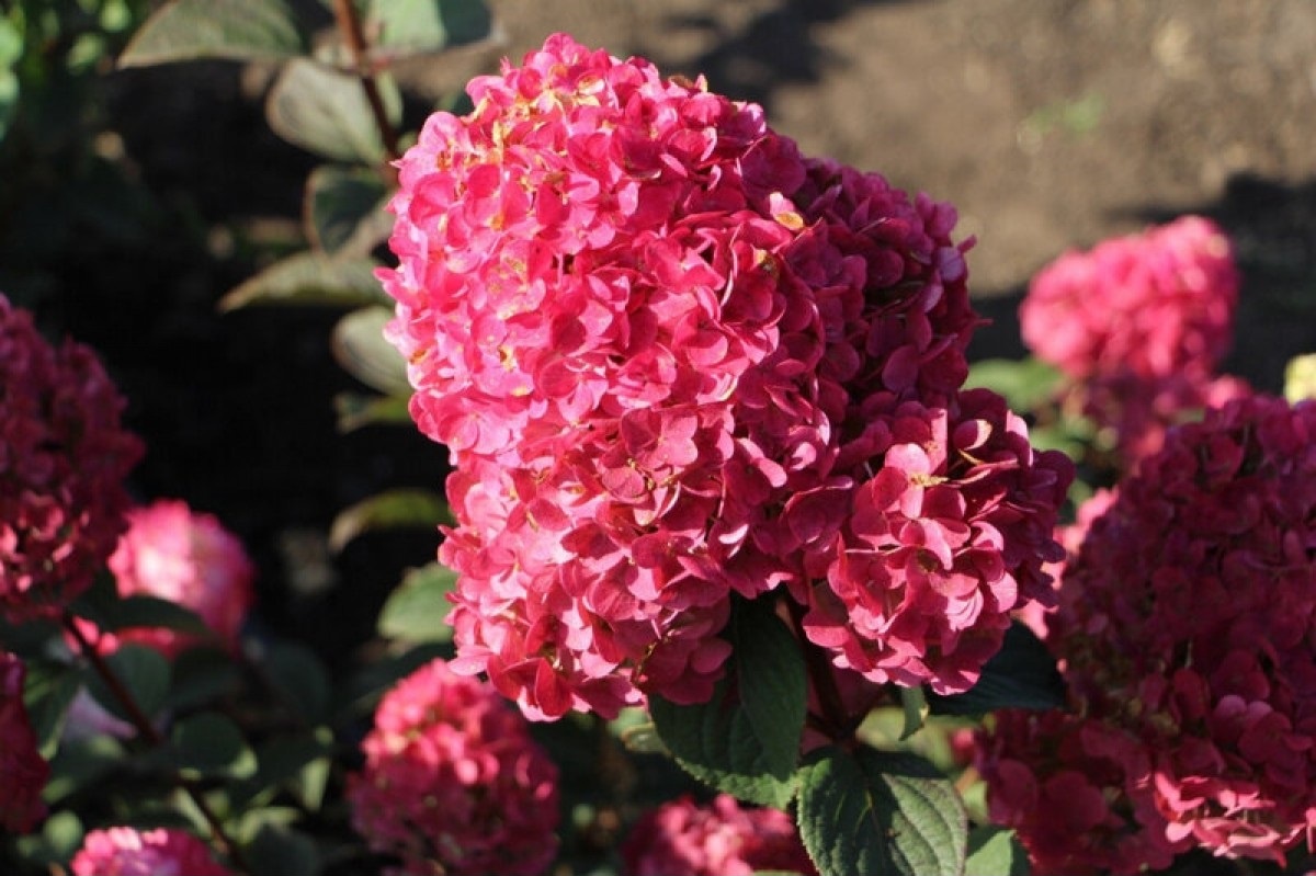 Гортензия метельчатая Самарская Лидия