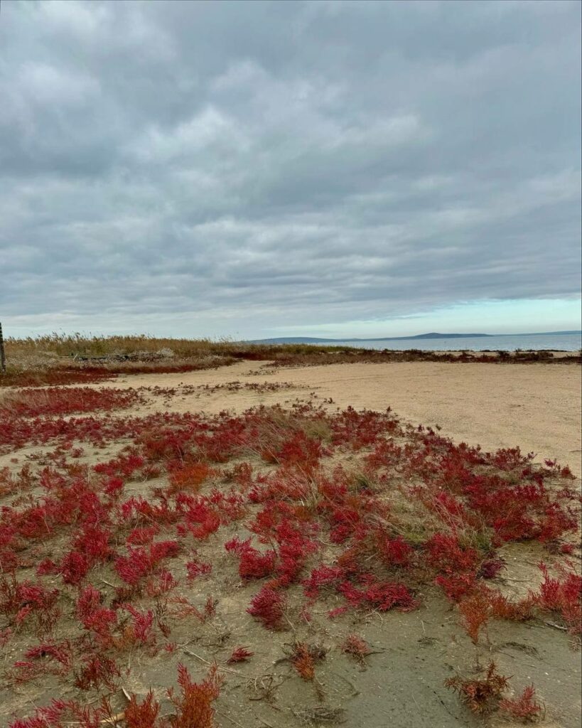



📷


Солерос — однолетнее травянистое растение семейства Амарантовых, напоминающее морские водоросли. Растет на морских побережьях, берегах соленых озер, в балках и оврагах. Его можно встретить на участках от Анапы до Темрюка, а также на Суджукской лагуне в Новороссийске. Осенью солерос может окрашиваться в красный, розовый, фиолетовый, коричневый и синий цвета.