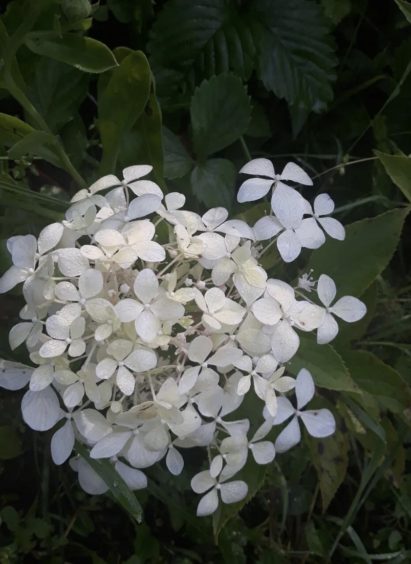 Вряд ли здесь можно разглядеть сорт. 