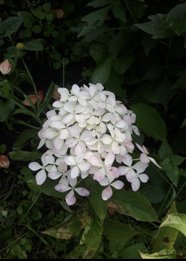 Такой вот гадкий утенок. 