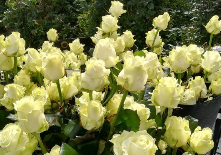    В «Мокшанскиих розах» завершается реконструкция одного из тепличных модулей