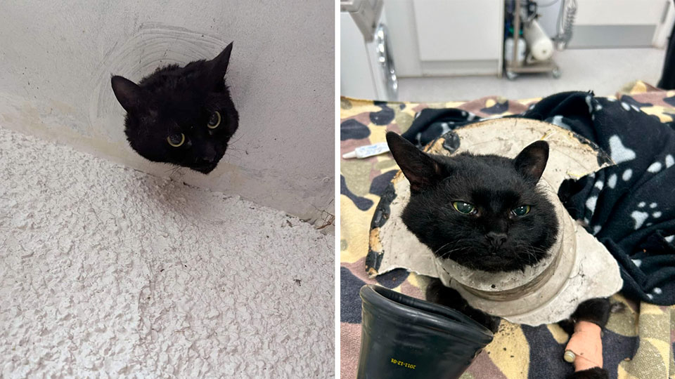 Фото: www.facebook.com*/ClevedonFirefighters *Организация, принадлежащая Meta Platforms Inc., деятельность которой запрещена в России