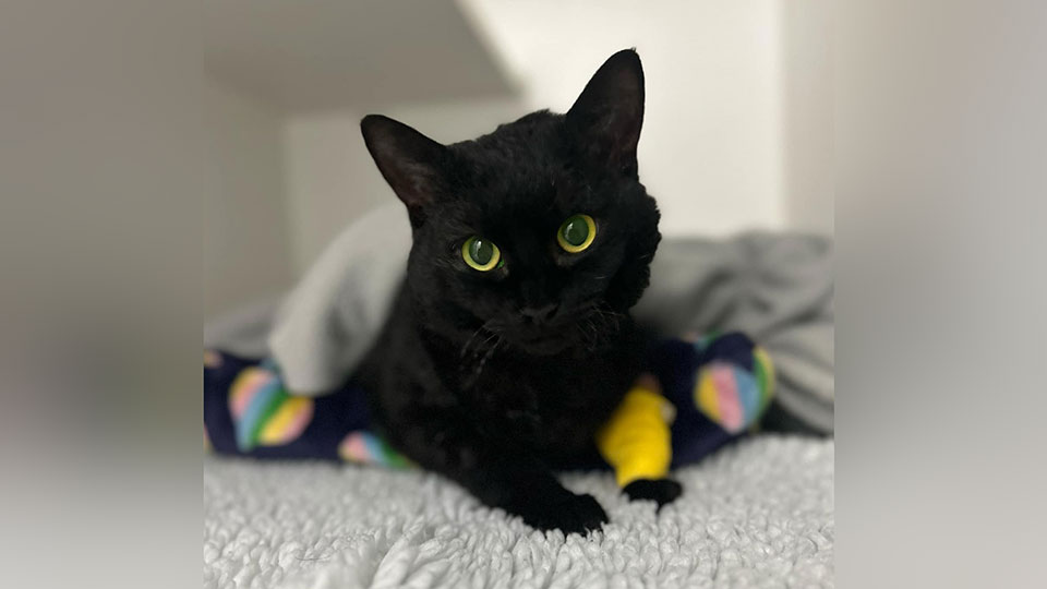 Фото: www.facebook.com*/ClevedonFirefighters *Организация, принадлежащая Meta Platforms Inc., деятельность которой запрещена в России