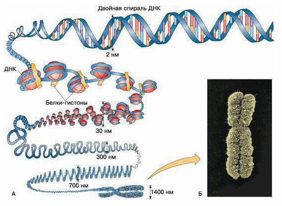 Гистоны — белки, которые участвуют в упаковке нитей ДНК и в эпигенетической регуляции таких таких процессов, как транскрипция, репликация и репарация.