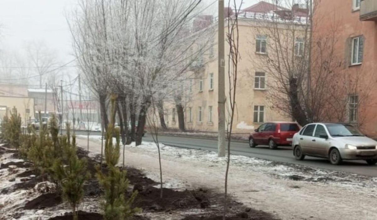     Высадка деревьев. Источник: omskregion.info Автор фото: Анна Пацула