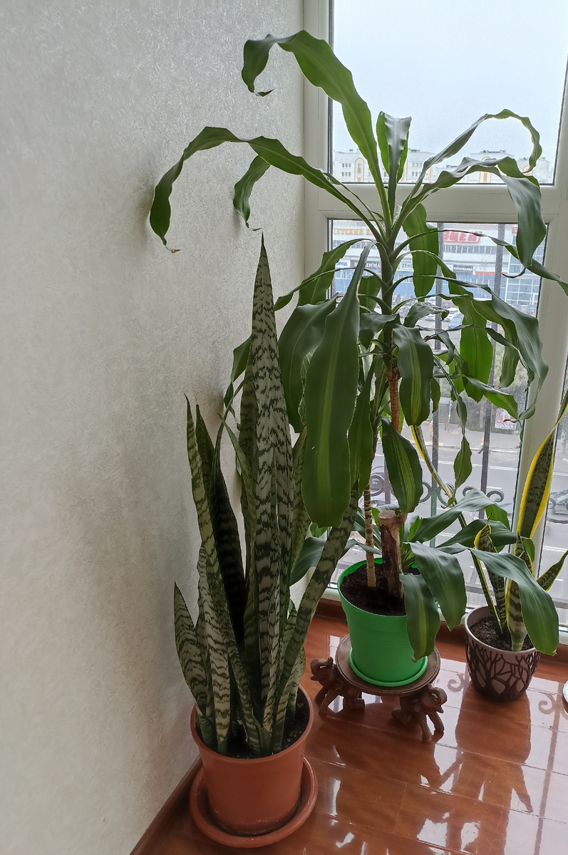 Мои сансевиерии. Зеленая и с желтой полосой. Фото автора.