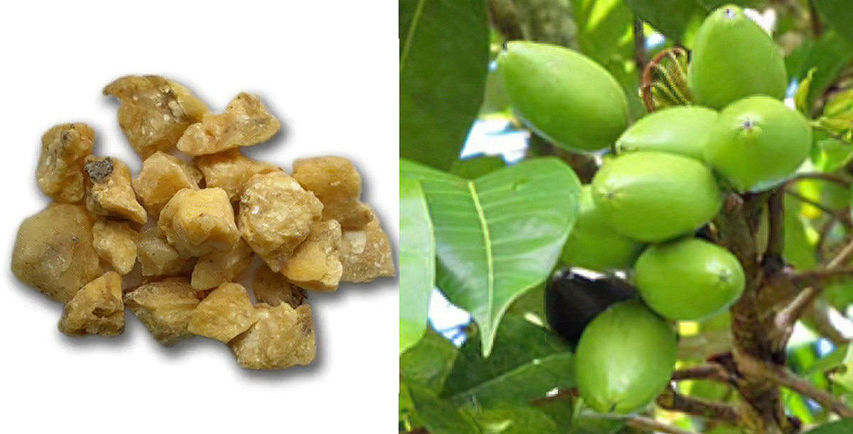 Элеми и Канариум лузоникум