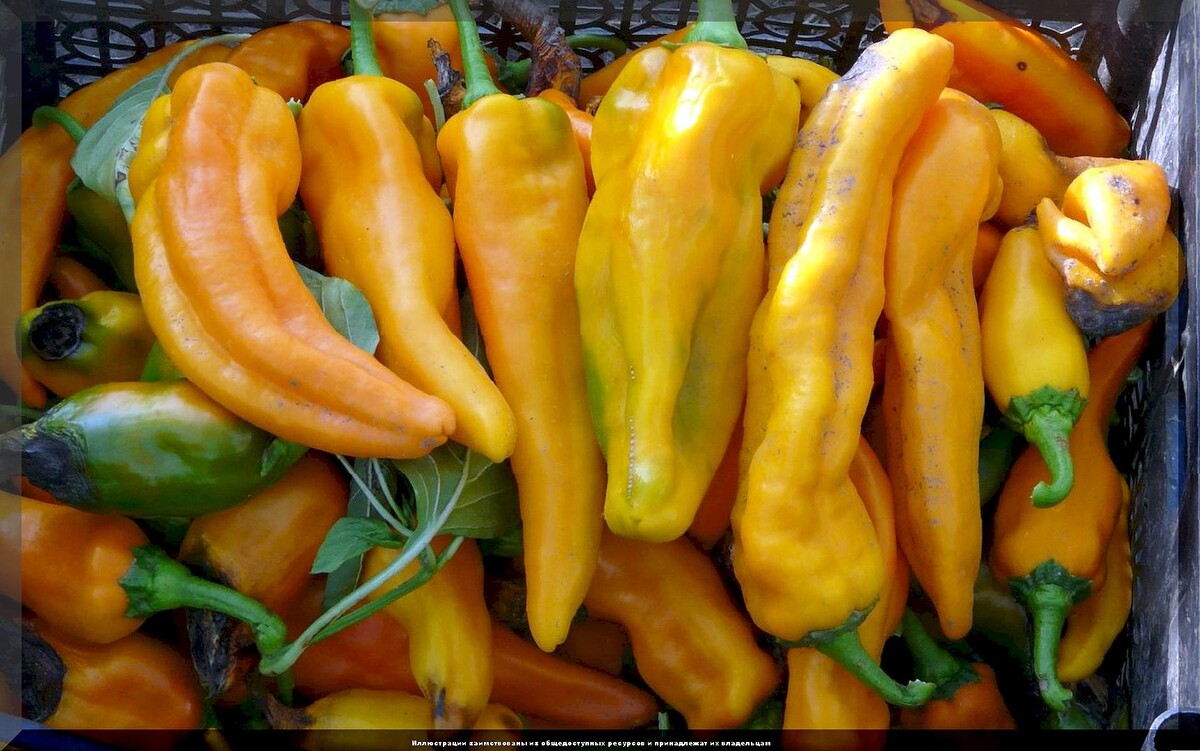 https://vk.com/photo-159774511_457268296. Перец сладкий "Бычий рог желтый"