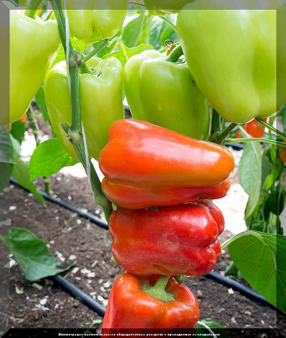 https://vk.com/photo-159774511_457268311. Перец сладкий «Илона F1» 