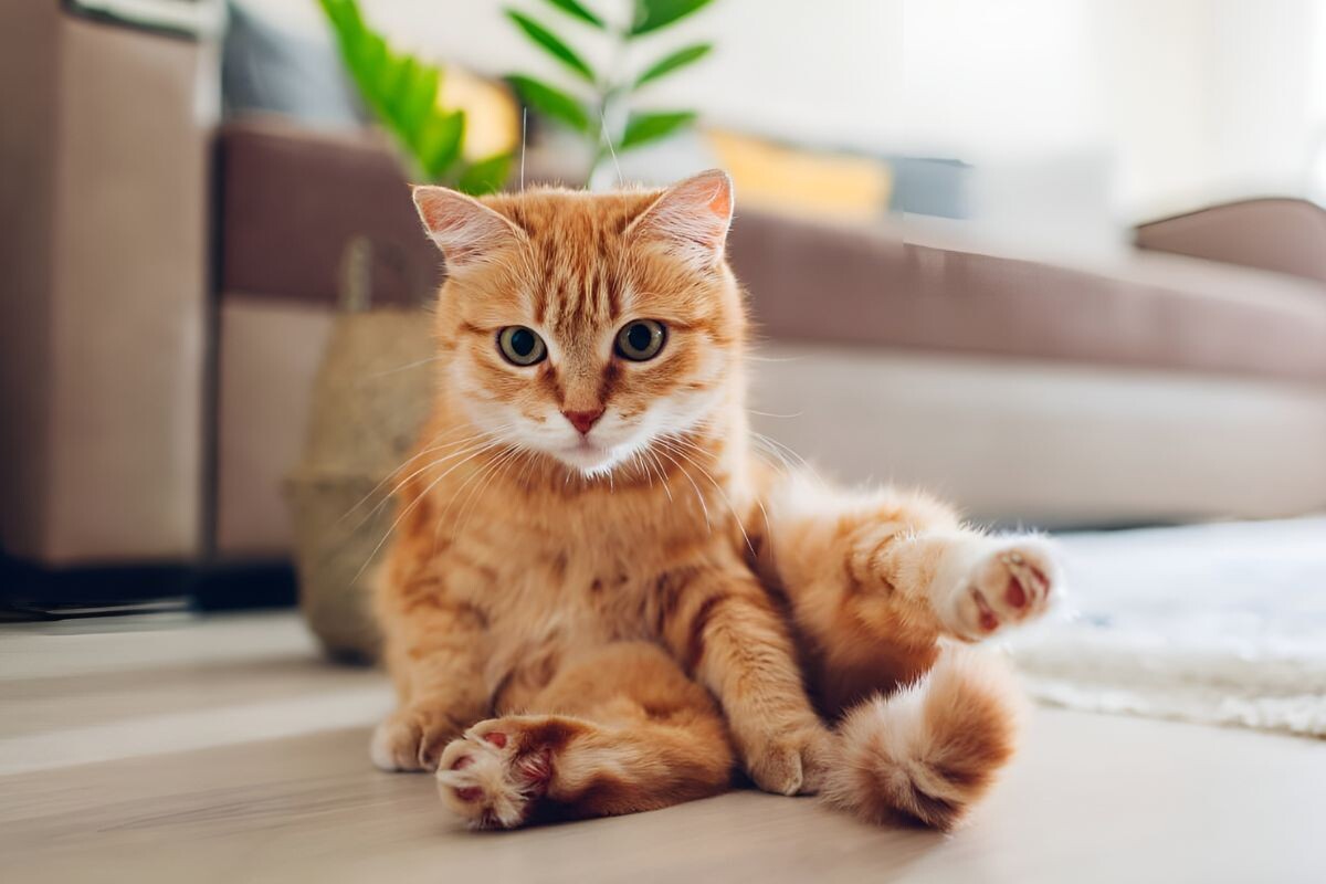 Кошка трётся попой об пол