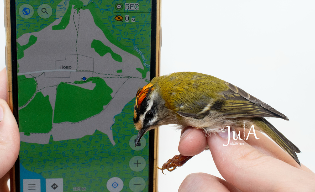 Красноголовый королек