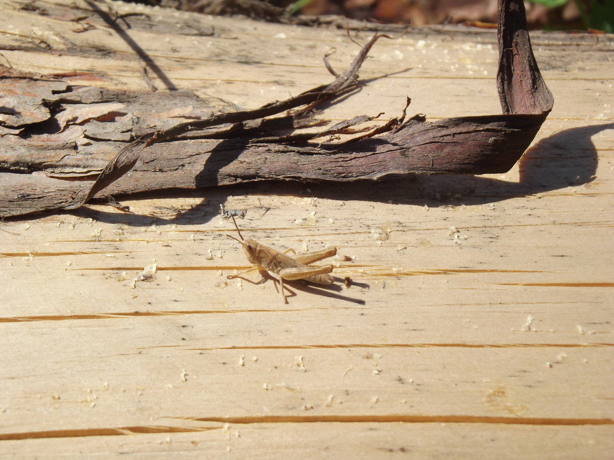 Личинка кобылки. 10.06.18