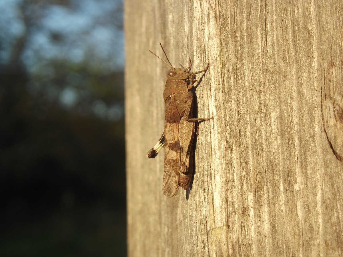 Голубокрылая кобылка. Себежский район, 6 сентября 2024