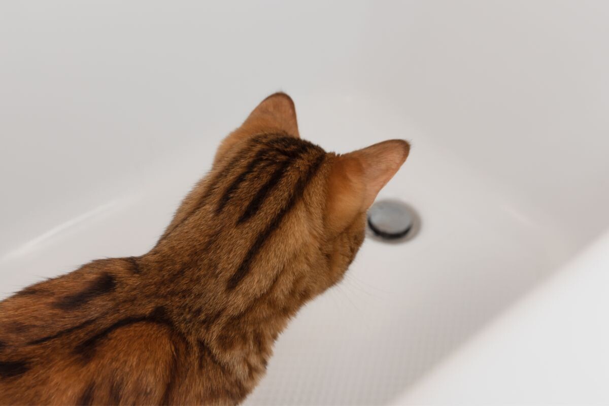 Как отучить кошку писать в ванну