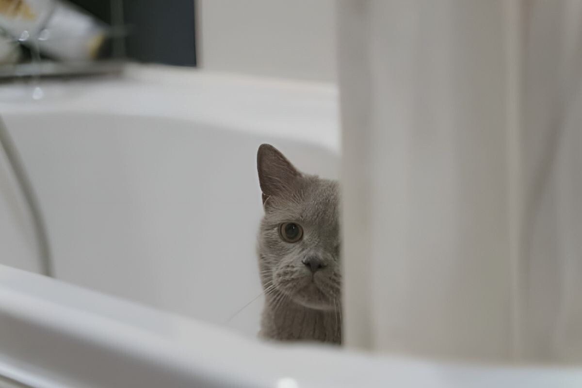 Почему кошка ходит в туалет в ванну