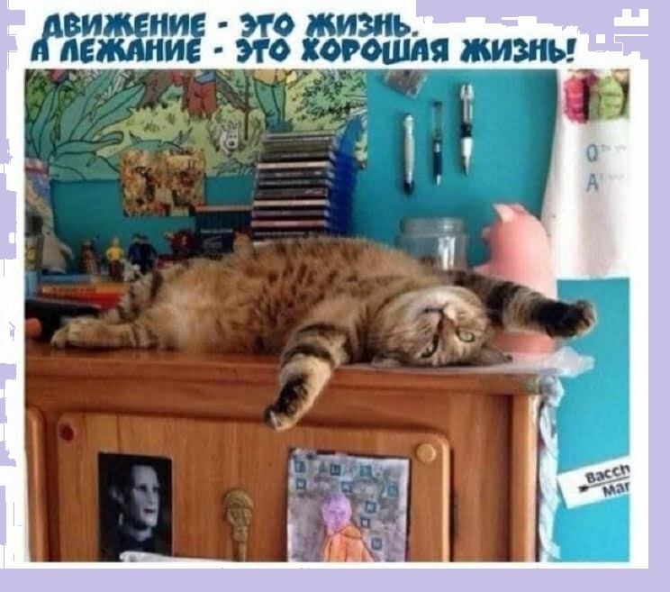 Прислушайтесь к Коту......................фото из интернета