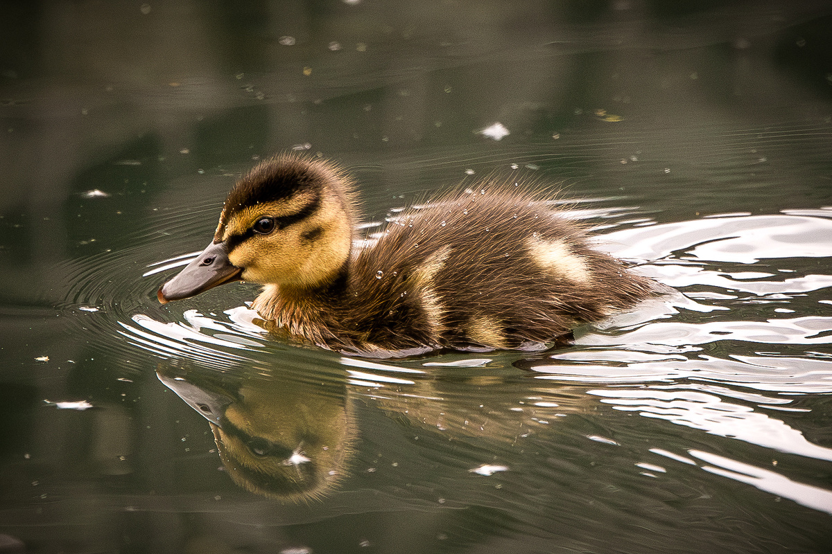 Утёнок Кряквы в Парке Яуза (фото экоцентр "Яуза")