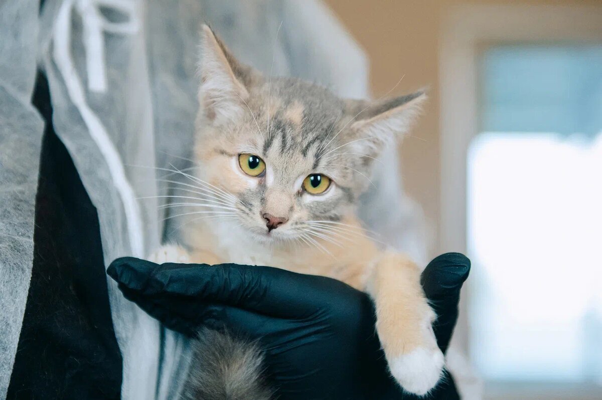 Ласковая малышка Салют. 9 месяцев. Носитель ВЛК.