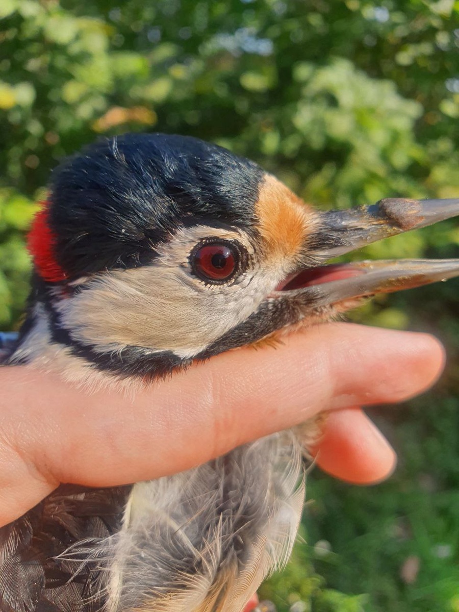 Тот самый злобный большой пестрый дятел