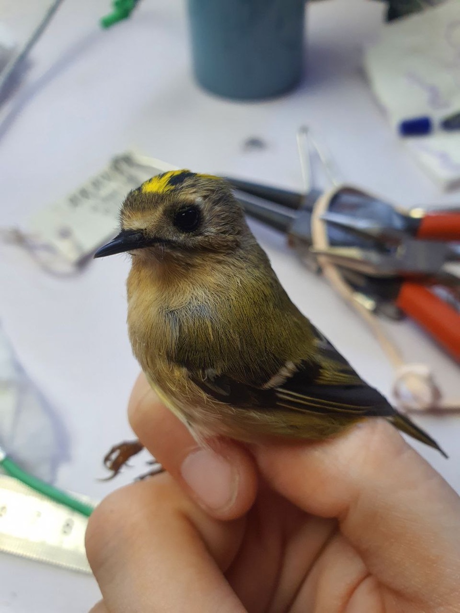 Самка желтоголового королька