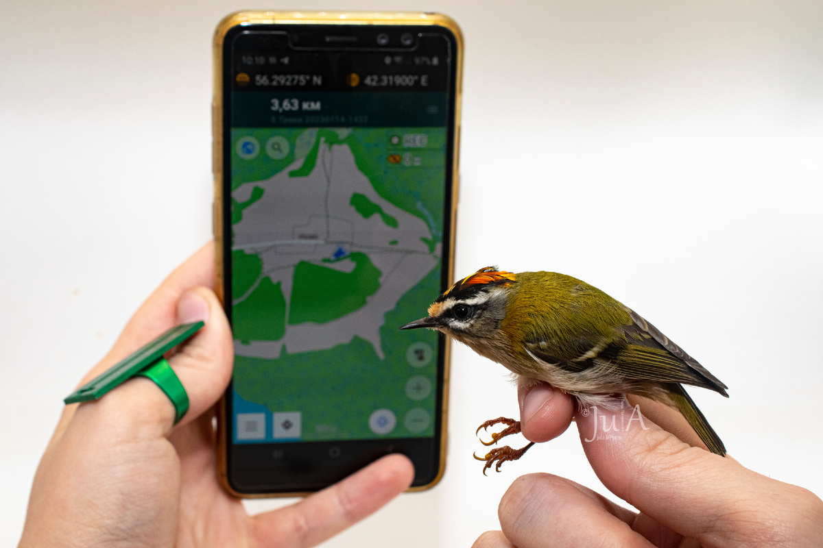 Красноголовый королек. Настолько не верили сами себе, что сфотографировали его рядом с картой. 