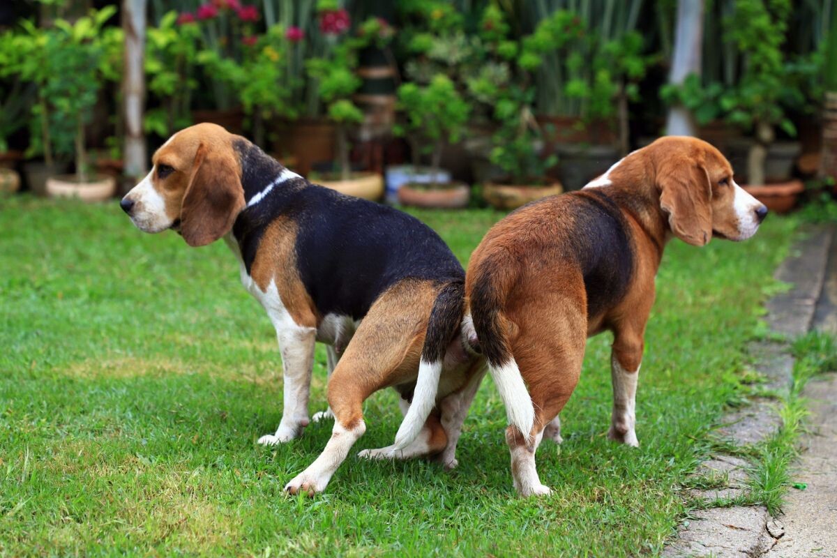 Склещивание у собак