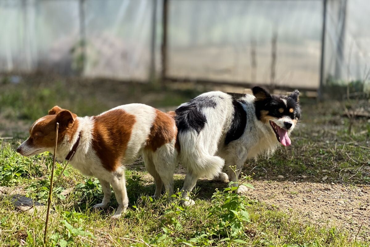 Почему собаки слипаются после спаривания
