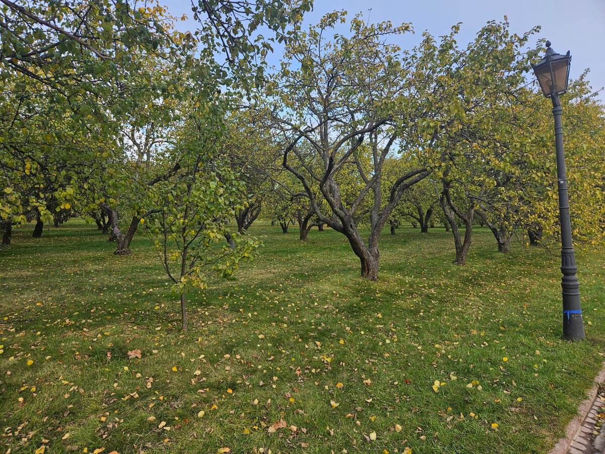 Яблоневый сад в Коломенском