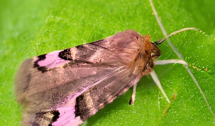    Как выбрать нужный пестицид