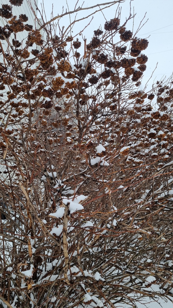 Снег уже никуда не денется, зима пришла и принимает бразды правле