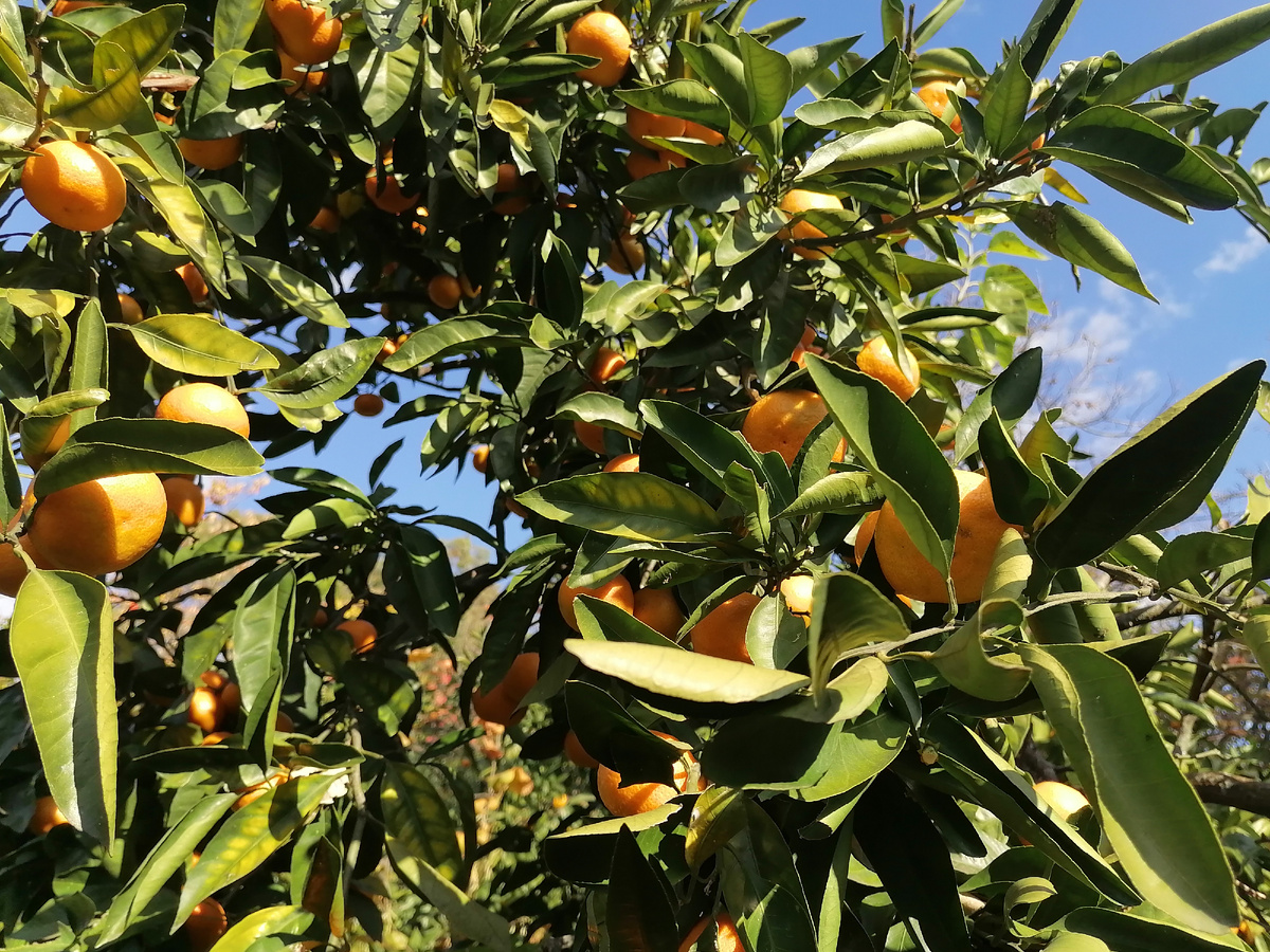 Оранжевое чудо! 