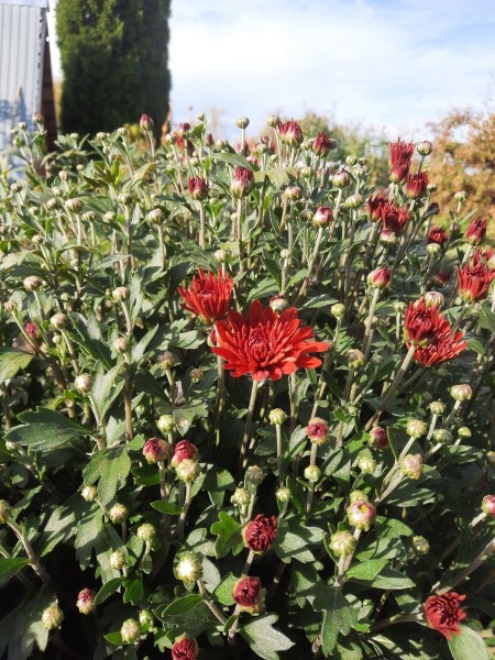 Хризантема-мультифлора 3 октября. Еще несколько дней, и ударят морозы...