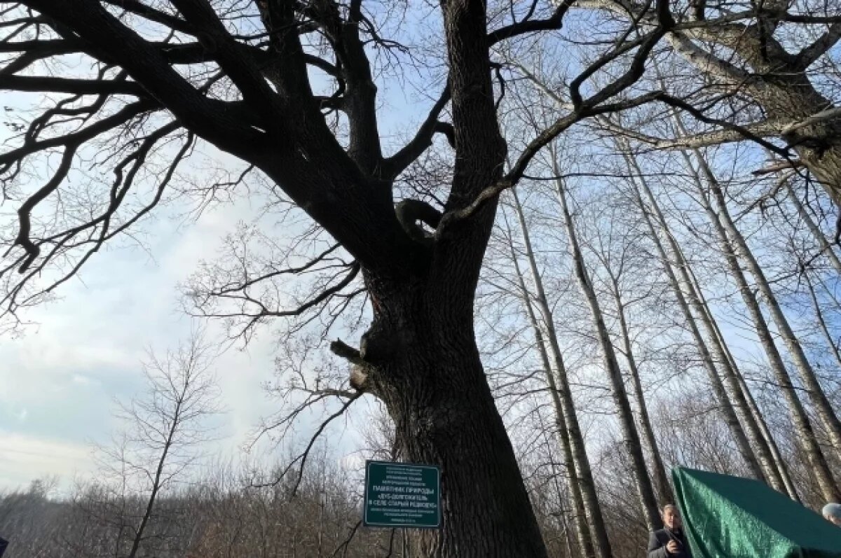    Белгородский дуб завоевал серебро в конкурсе «Российское дерево года»