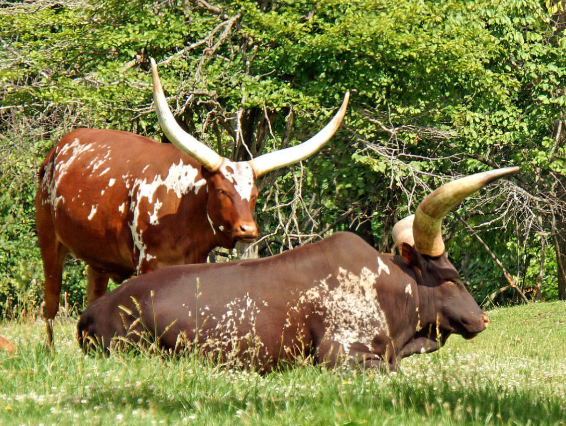 Вот таких коров выращивают наши друзья нколе. 